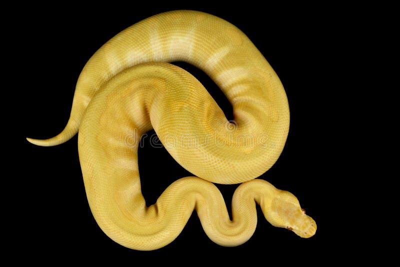Kongepython royalty free stockfotografi