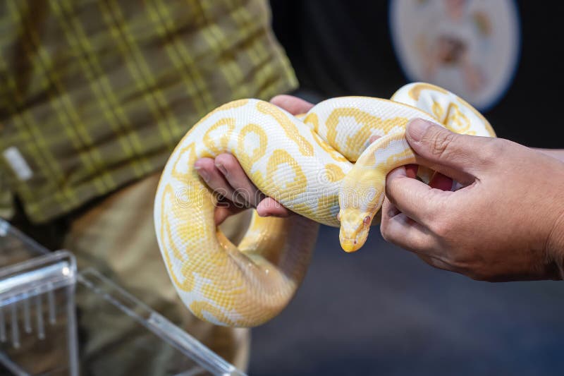 Kongepython i folks hænder. Det er et populært kæledyr i Thailand
