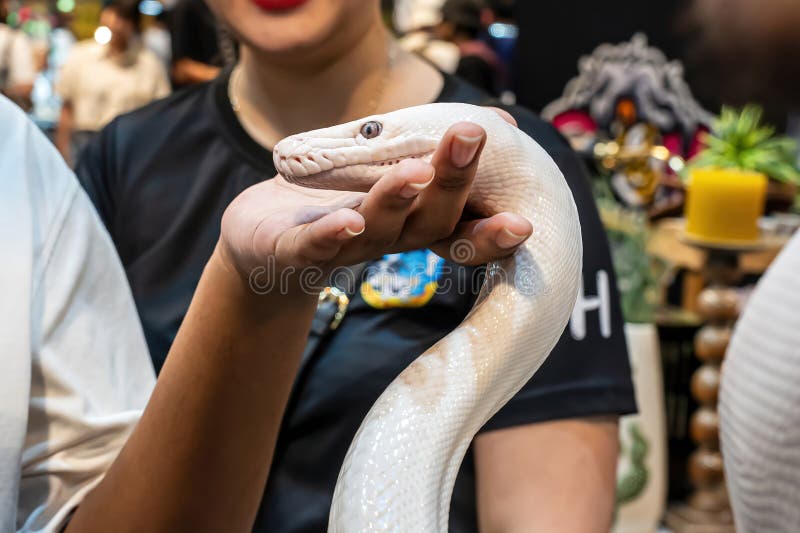 Kongepython royalty free stockbillede