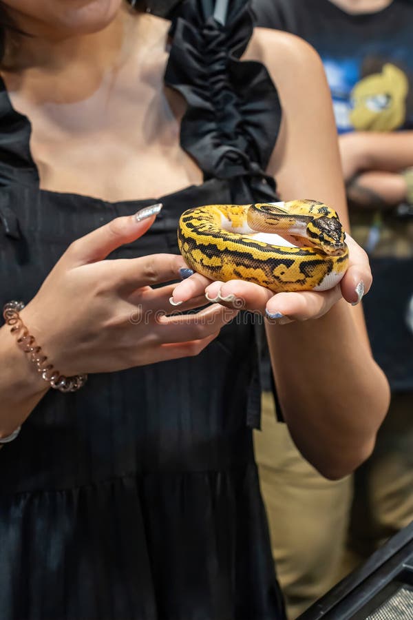 Kongepython royalty free stockfotos