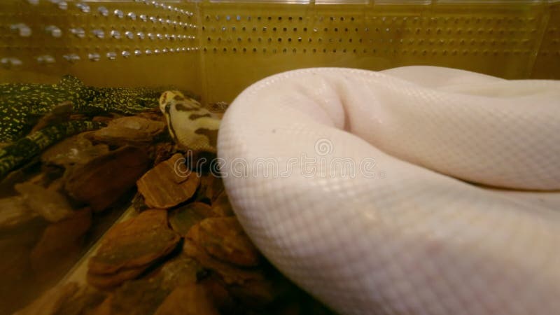 Kongepython i glasterrariet, der venter på at blive solgt. Den er et populært kæledyr i Thailand.