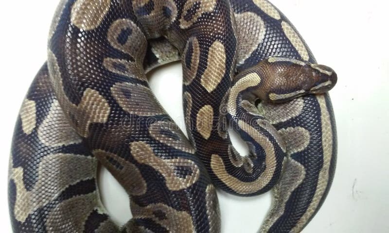 Kongepython rullet sammen.