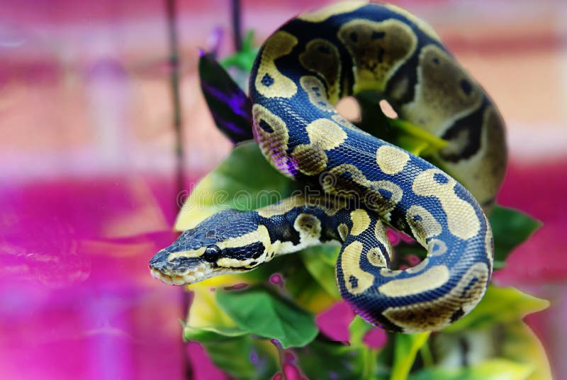 Kongepython, Kuglepython stockfoto