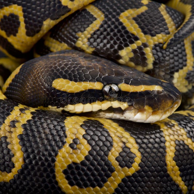 Kongepython Python regius royalty free stockbilleder