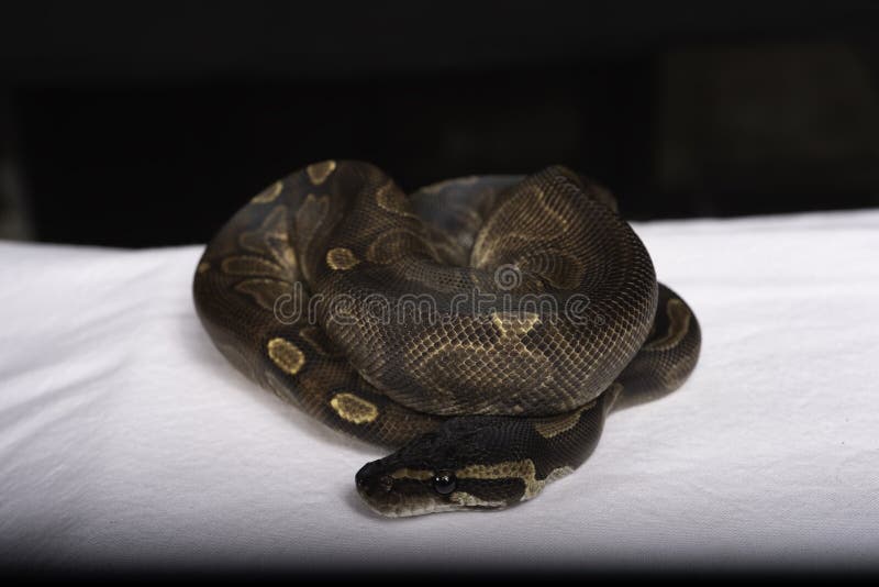 Kongepython (Python regius) royalty free stockfotos