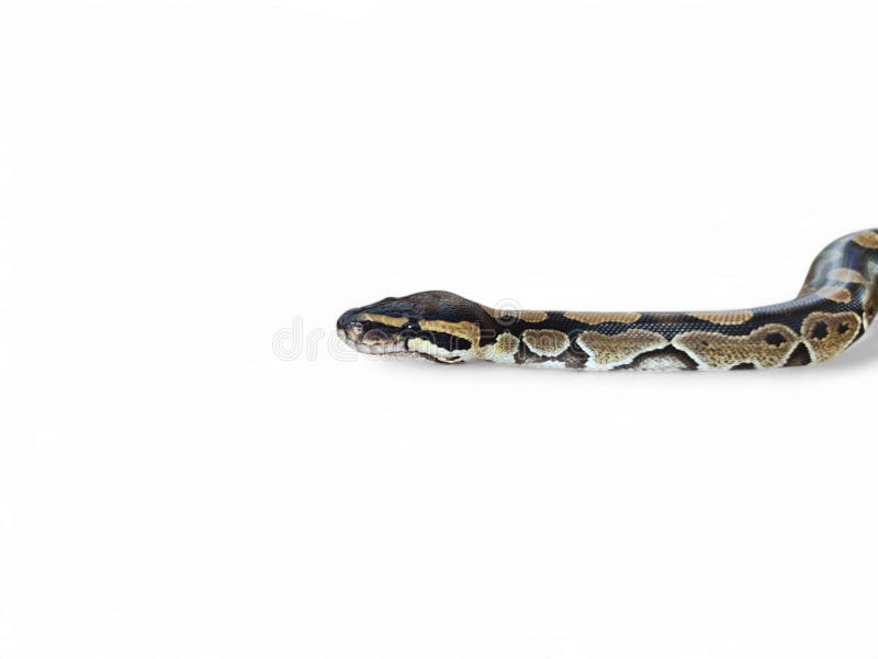 Kongepython (Python regius), også kaldet kuglepython royalty free stockbilleder
