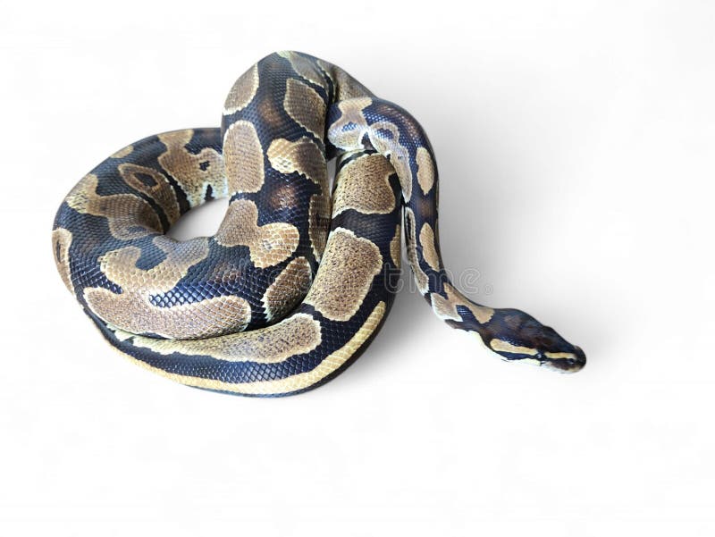 Kongepython (Python regius), også kaldet kuglepython royalty free stockfotos