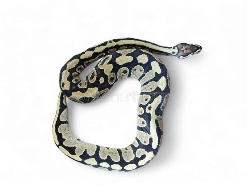 Kongepython (Python regius), også kaldet kuglepython, er en pytonart, der er hjemmehørende i Vest- og Centralafrika, isoleret på hvid baggrund