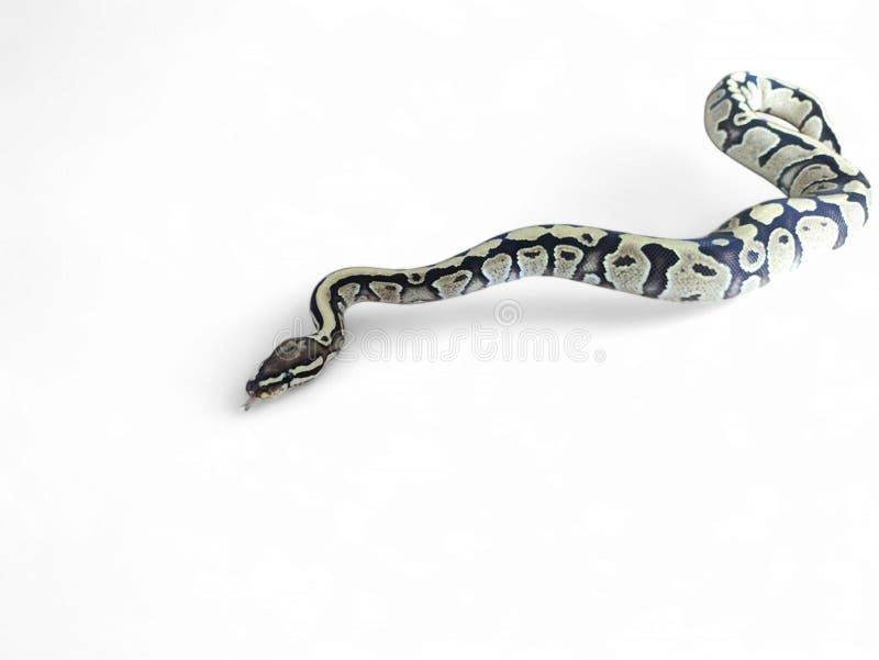 Kongepython (Python regius), også kaldet kuglepython, er en pytonart, der er hjemmehørende i Vest- og Centralafrika, isoleret på hvid baggrund