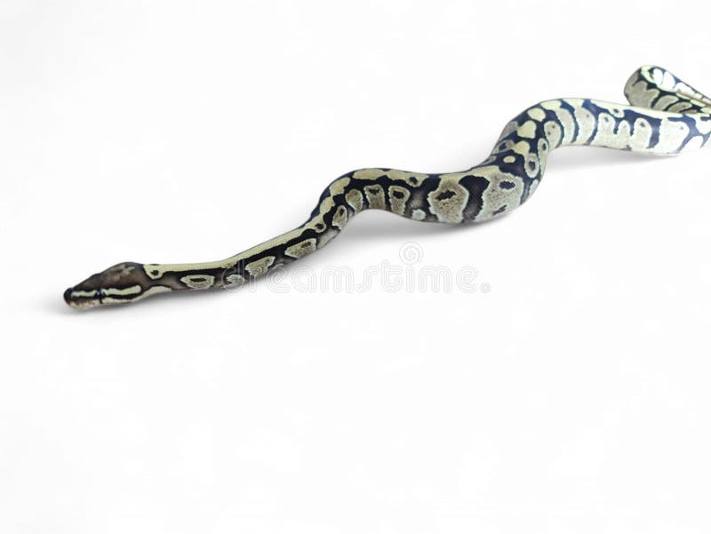 Kongepython (Python regius), også kaldet kuglepython, er en pytonart, der er hjemmehørende i Vest- og Centralafrika, isoleret på hvid baggrund