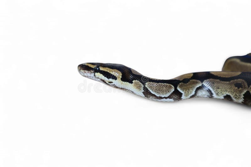 Kongepython (Python regius), også kalt kulepython stockfoto