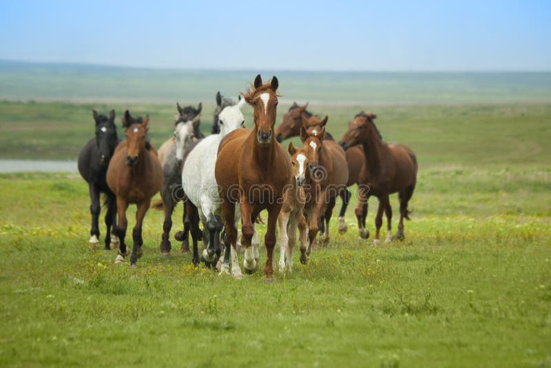 Horse Running / herd in steppe. Horse Running / herd in steppe