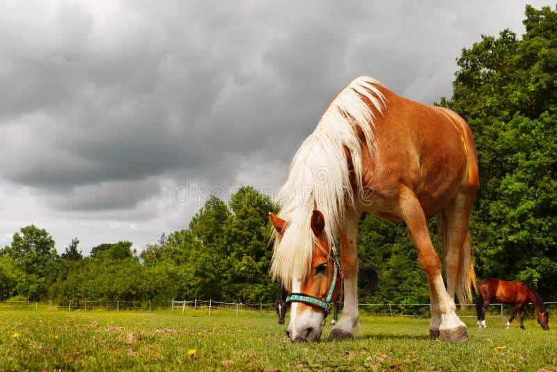 Łąka z Pastwiskiem Koni obrazy royalty free