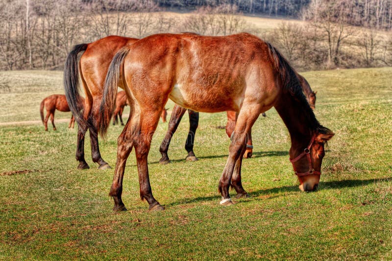 Konia gospodarstwo rolne obrazy stock