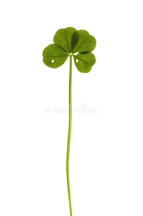 Four Leaf Clover isolated on the white background. Four Leaf Clover isolated on the white background