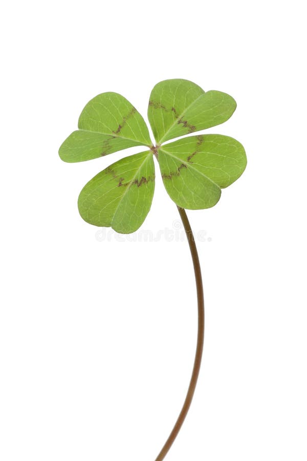 Four-leaf clover on white background. Four-leaf clover on white background