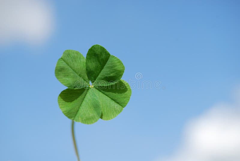 Four leaf clover against sky background. Four leaf clover against sky background