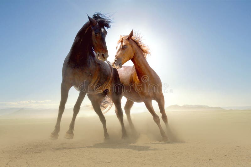 Two horses in the desert. Two horses in the desert