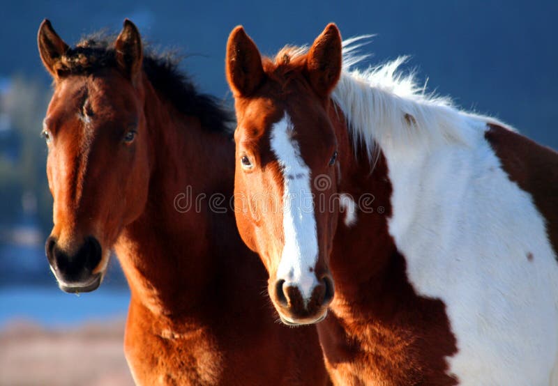 Two wild horses. Two wild horses