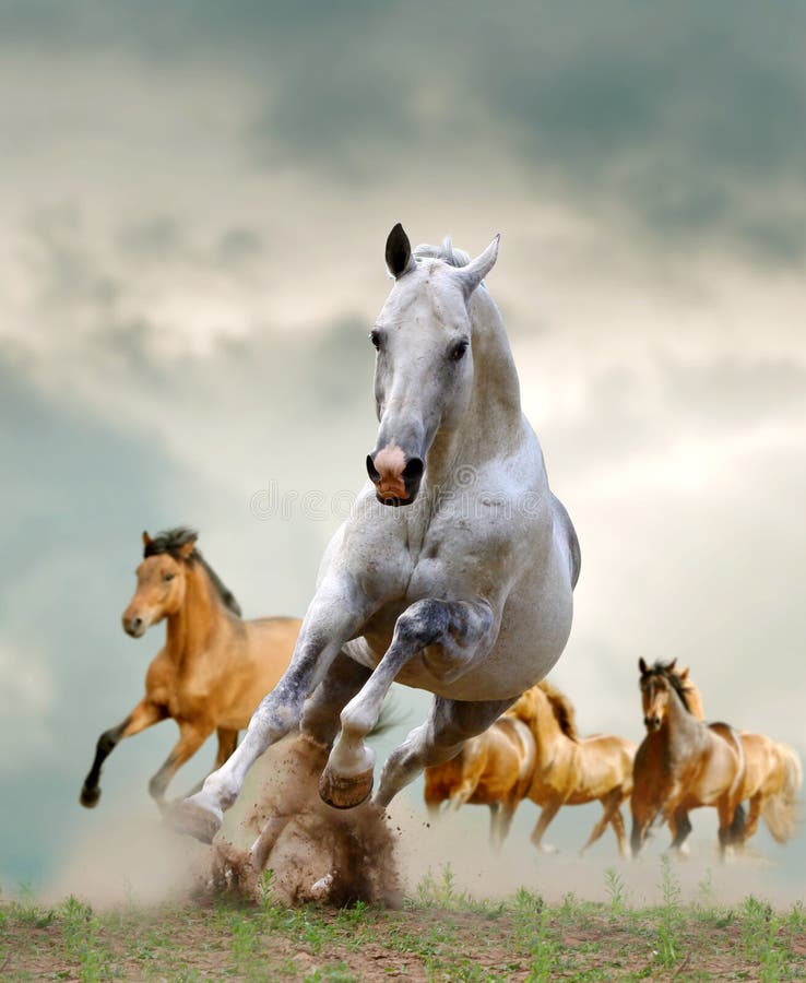 Horses in dust running on the wild. Horses in dust running on the wild