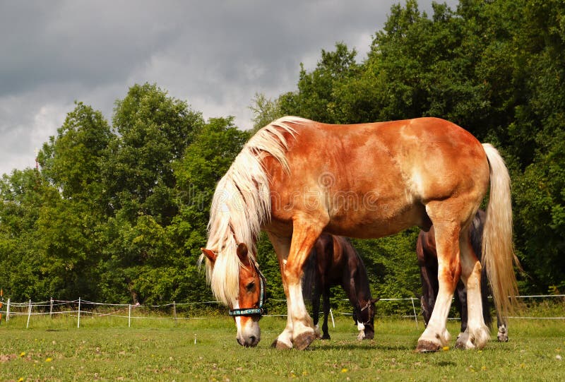 Konie na gospodarstwie rolnym fotografia royalty free