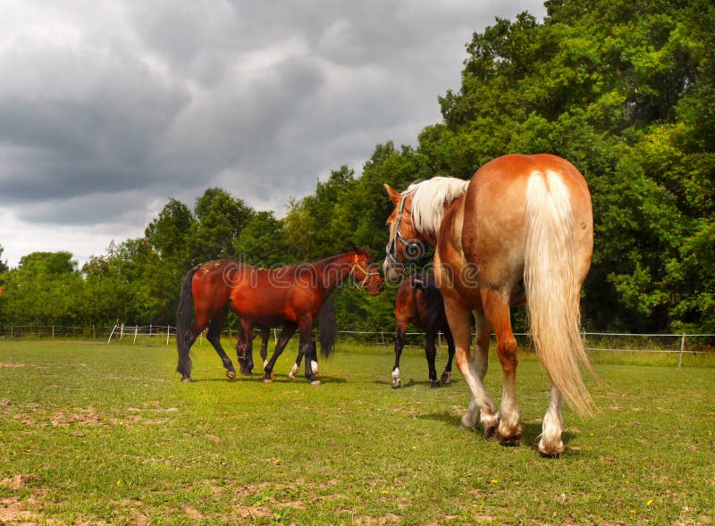 Konie na rancho fotografia stock
