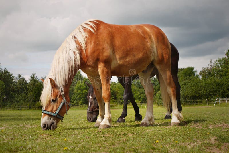 Konie na łące obraz stock