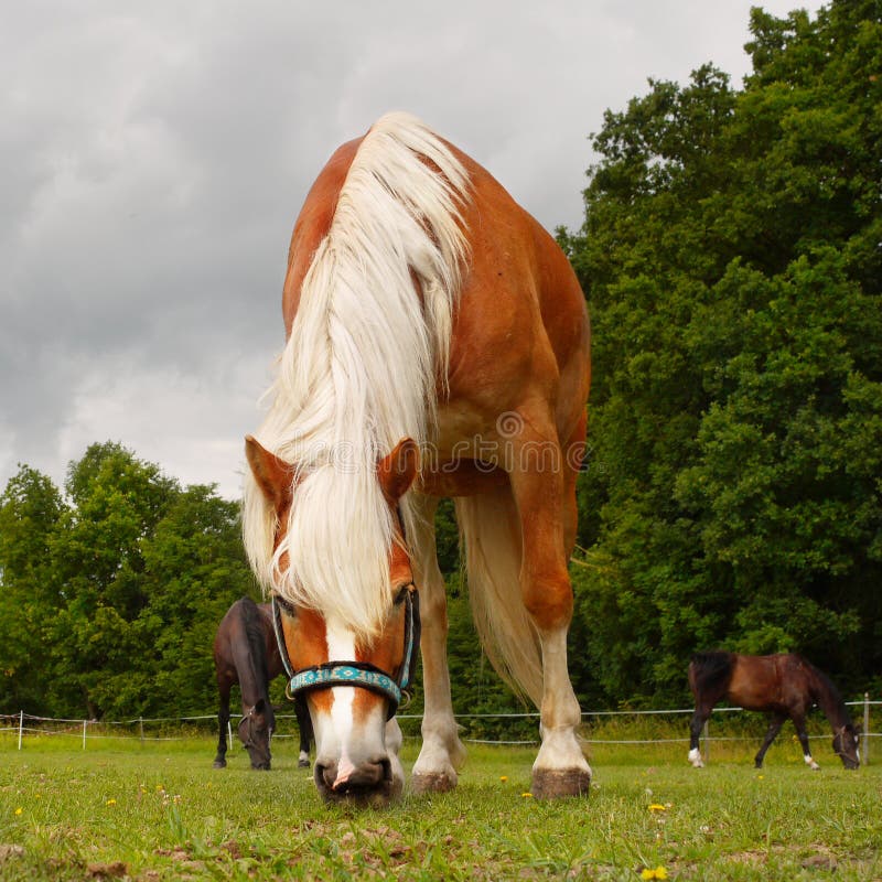 Konie na łące zdjęcia royalty free