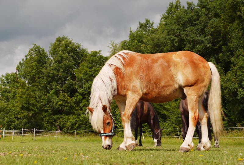 Konie na łące obraz royalty free