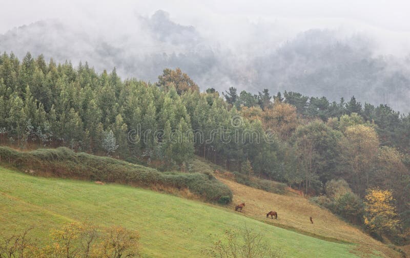 Konie przy Baskijskim krajem