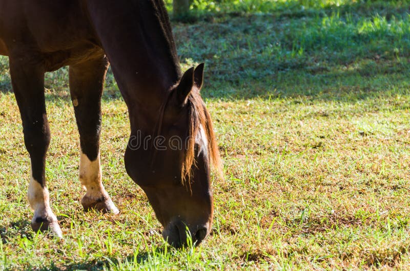 Horses of the Creole breed in farm. Horses of the Creole breed in farm.