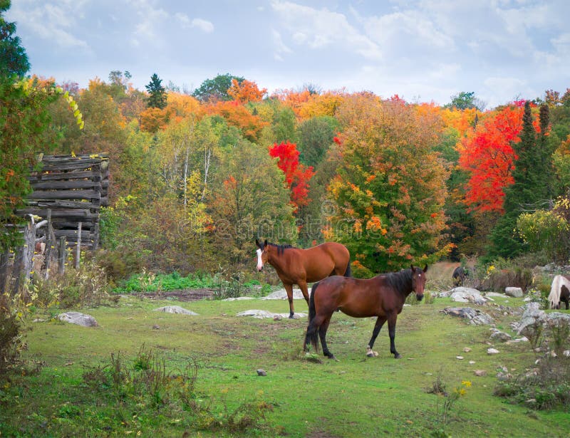 Two horses in a rocky pasture with fall autumn colors. Two horses in a rocky pasture with fall autumn colors.