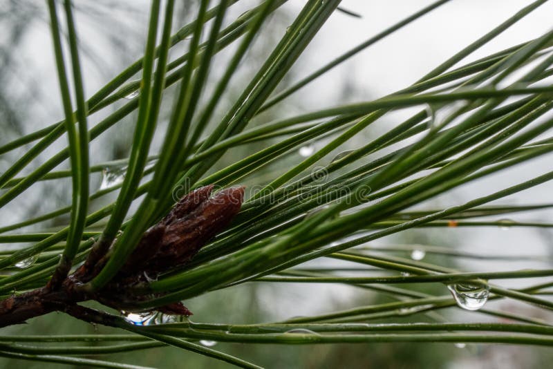 Image coniferous branch. Spruce needles with water drops. Image coniferous branch. Spruce needles with water drops.