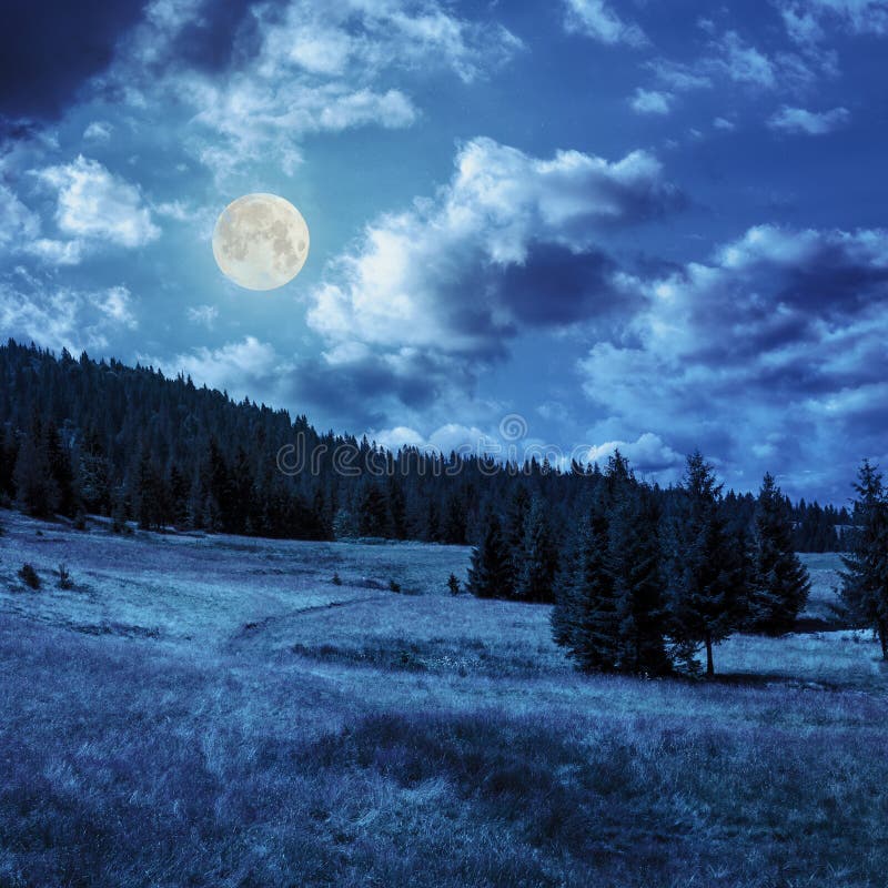 Koniferenwald auf einem Berghang in Mond linght stockbilder Koniferenwald auf einem Berghang in Mond linght stockbilder