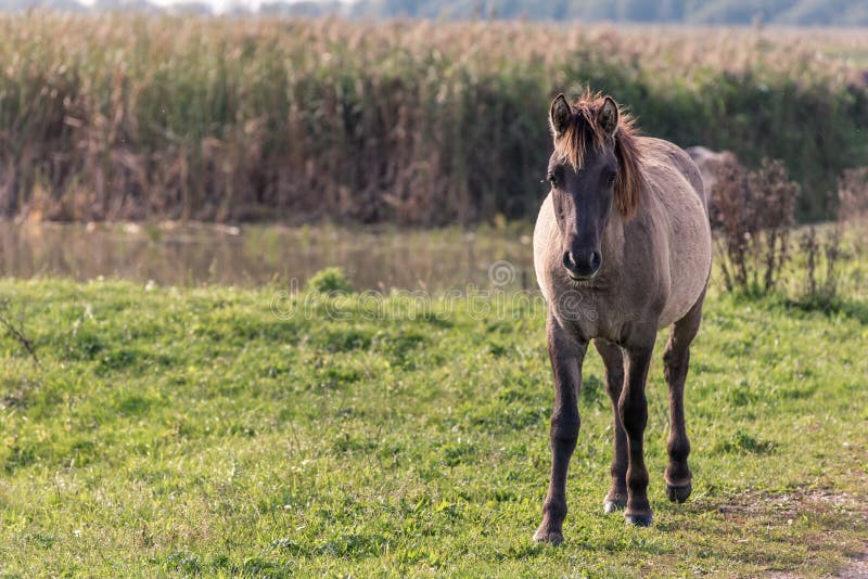 A konik horse in Oostvaardersplassen in the Netherlands stock photography A konik horse in Oostvaardersplassen in the Netherlands stock photography