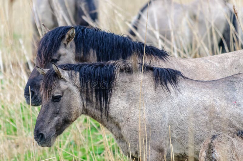 Konik Ponies in the Oostvaardersplassen. royalty free stock photo Konik Ponies in the Oostvaardersplassen. royalty free stock photo
