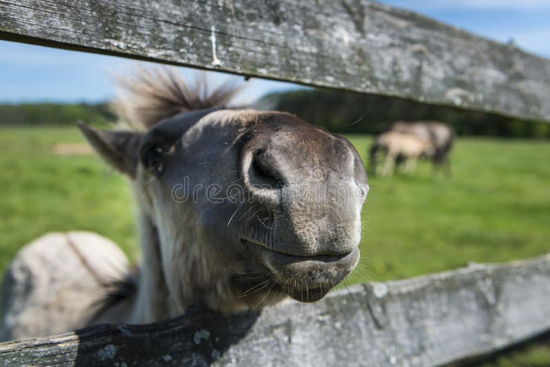 The Konik a Wild Horses Breeding in Poland Stock Photo Image of polish, cute 65685912