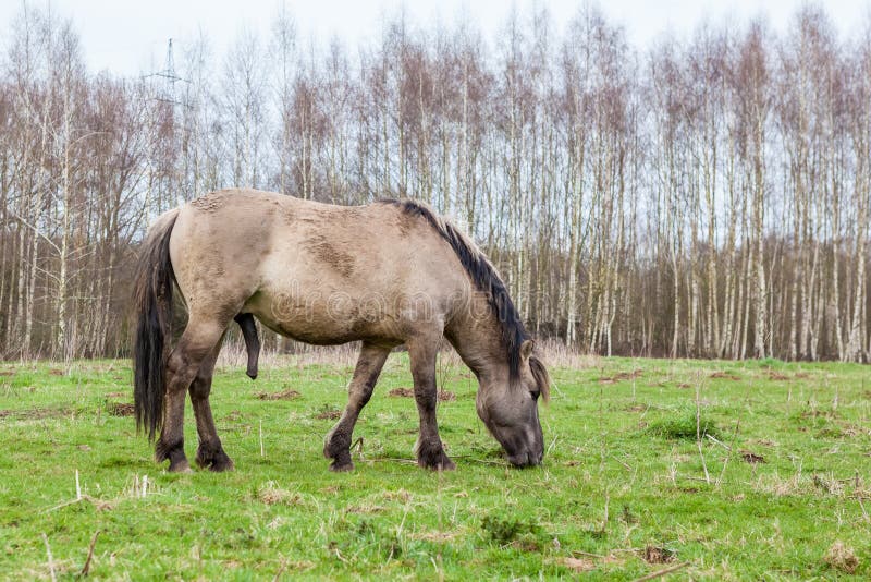 Konikhorse on the field