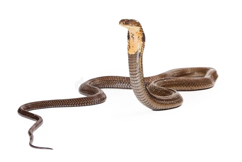 Koning Cobra Snake Looking aan de Kant royalty-vrije stock afbeeldingen Koning Cobra Snake Looking aan de Kant royalty-vrije stock afbeeldingen