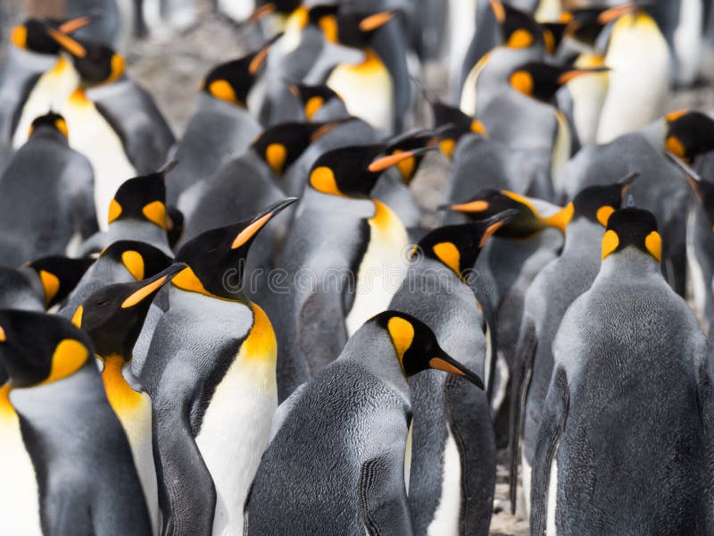 Koning Penguins met Zilveren Veren die in de Zon glanzen royalty-vrije stock foto Koning Penguins met Zilveren Veren die in de Zon glanzen royalty-vrije stock foto