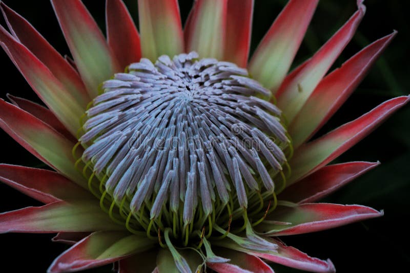 Koning Protea met zijn indrukwekkende vertoning van kleuren stock afbeelding Koning Protea met zijn indrukwekkende vertoning van kleuren stock afbeelding