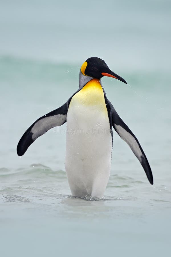 Merchandiser residentie Terminal Koningspinguïn Die Van Blauw Water, De Atlantische Oceaan in Falkland Island, Zeevogel in De Aardhabitat Gaan Pinguïn in Het Wate Stock Foto - Image of beweging, één: 75945288 Merchandiser residentie Terminal Koningspinguïn Die Van Blauw Water, De Atlantische Oceaan in Falkland Island, Zeevogel in De Aardhabitat Gaan Pinguïn in Het Wate Stock Foto - Image of beweging, één: 75945288