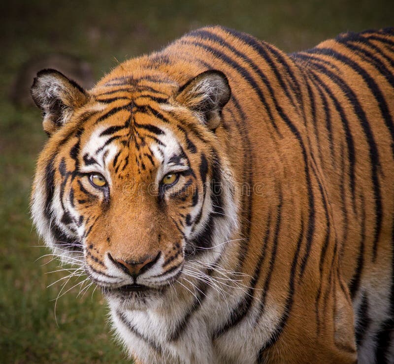 Koninklijke Bengalen Tijger stock foto Koninklijke Bengalen Tijger stock foto