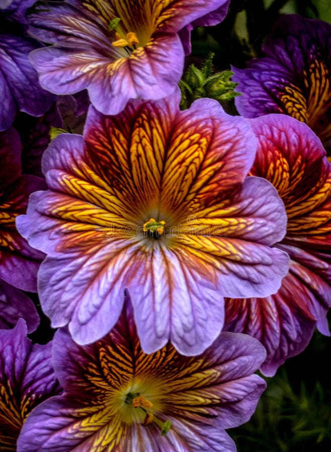 Koninklijke bloem stock afbeelding Koninklijke bloem stock afbeelding