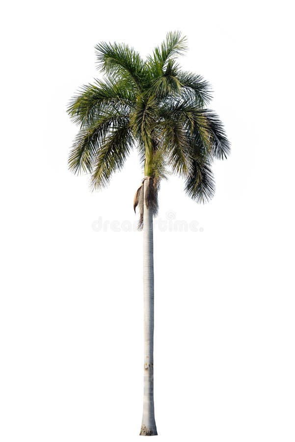 Koninklijke die palmbloesem op wit wordt geïsoleerd royalty-vrije stock foto Koninklijke die palmbloesem op wit wordt geïsoleerd royalty-vrije stock foto