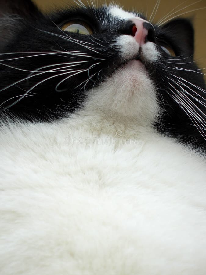 Koninklijke kattenclose-up stock afbeeldingen Koninklijke kattenclose-up stock afbeeldingen