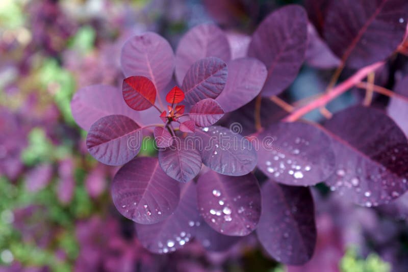 Koninklijke Purple van Cotinuscoggygria met Regendruppels in tuin royalty-vrije stock foto Koninklijke Purple van Cotinuscoggygria met Regendruppels in tuin royalty-vrije stock foto