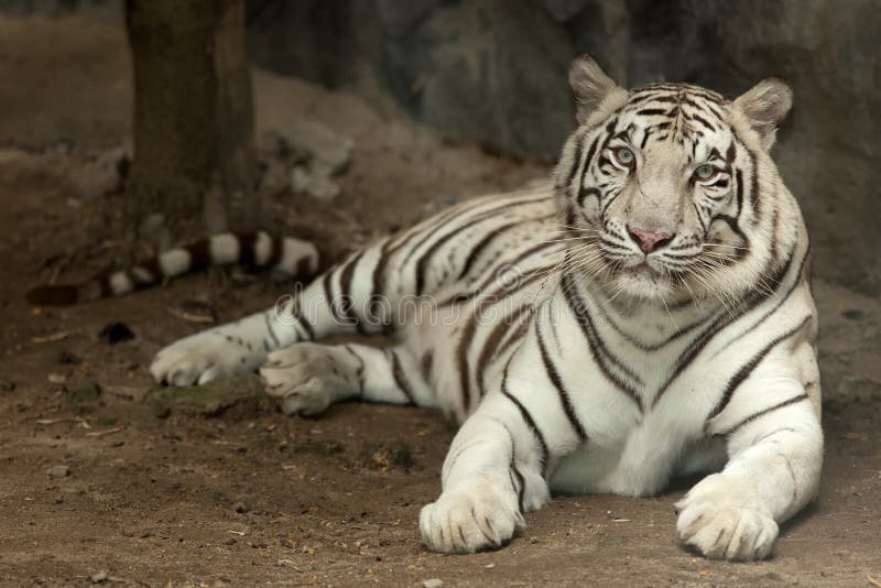 Koninklijke witte tijger royalty-vrije stock afbeeldingen Koninklijke witte tijger royalty-vrije stock afbeeldingen
