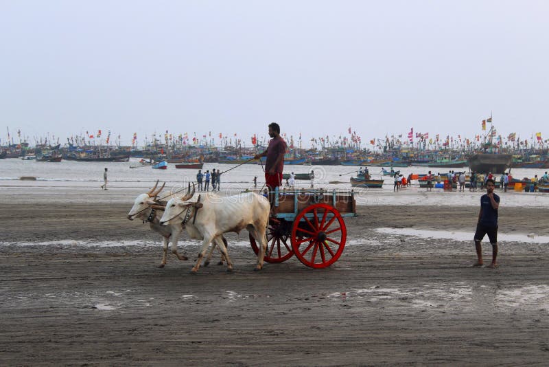 KONKAN MAHARASHTRA, INDIEN, Februari 2018, lokal man med oxevagnen för ritt på den Harne stranden arkivfoton KONKAN MAHARASHTRA, INDIEN, Februari 2018, lokal man med oxevagnen för ritt på den Harne stranden arkivfoton