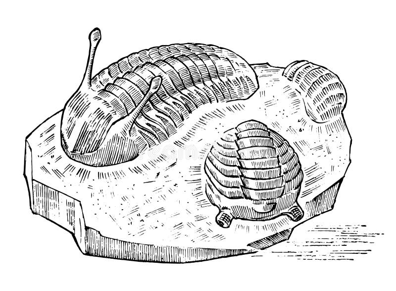 Konserviertes trilobite Exemplar Zersplittern Sie Fossil, Skelett des prähistorischen toten Tieres im Stein Archäologie oder Palä stock abbildung Konserviertes trilobite Exemplar Zersplittern Sie Fossil, Skelett des prähistorischen toten Tieres im Stein Archäologie oder Palä stock abbildung